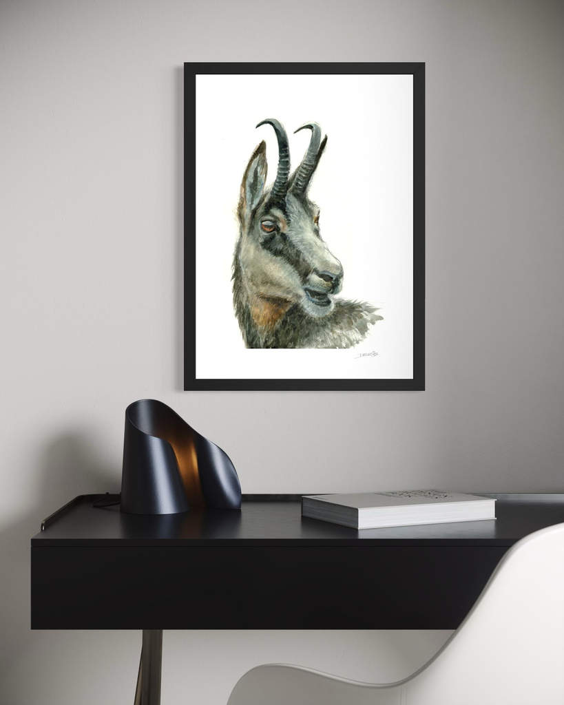 Portrait chamois_in situ_2©Derib-Orakart.webp