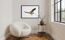 Vautour fauve_in situ_2.webp