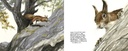 Animaux de là-haut
