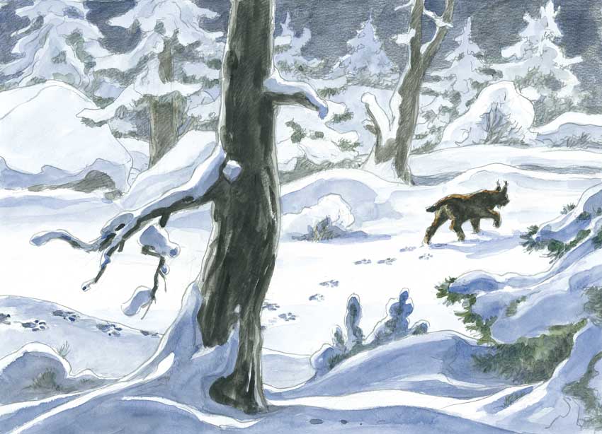 Le lynx en hiver (13x18 cm)