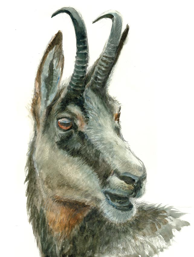 Portrait de chamois (13x18 cm)