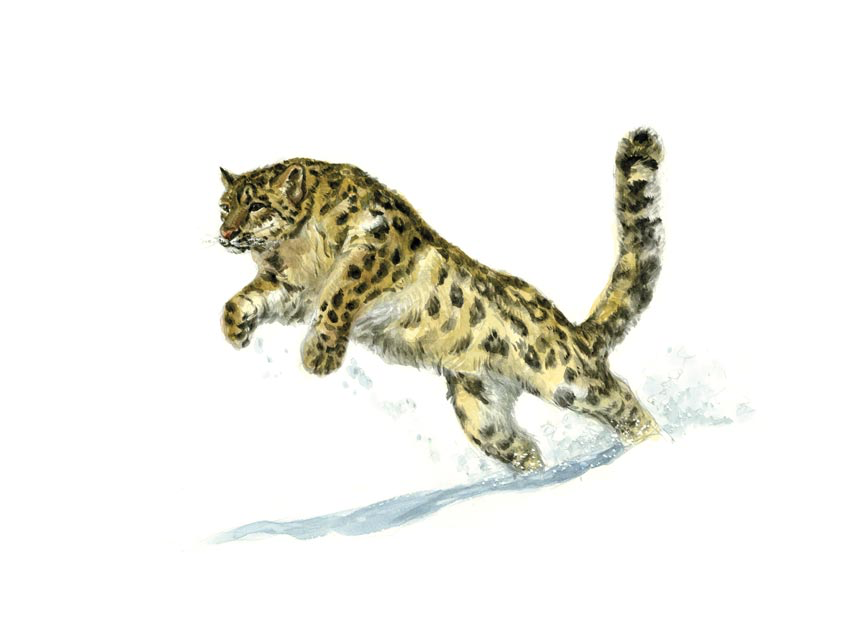 Panthère des neige (13x18 cm)