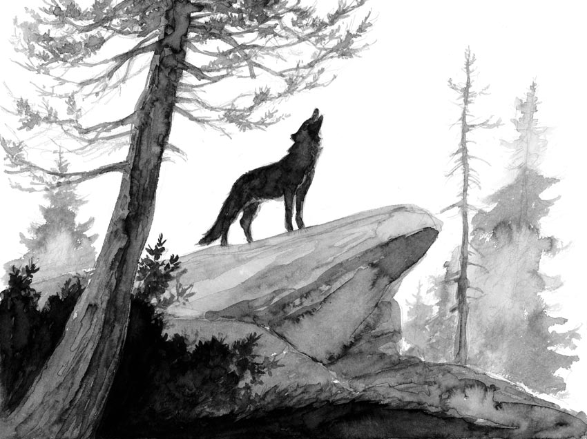 Le loup (13x18 cm)