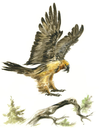 Gypaète barbu