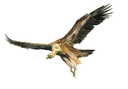 Le Vautour fauve