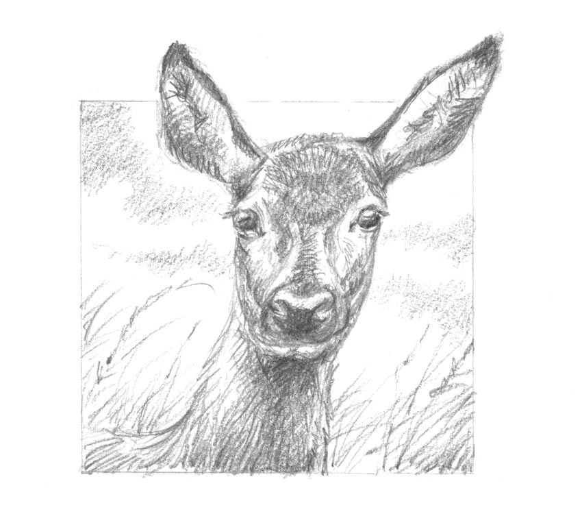 Portrait de biche (13x18 cm)